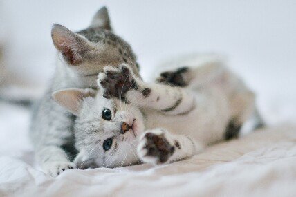 Silver male Egyptian Mau bred by Emma Britten (MonkeyMau)