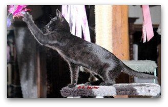 Black (solid) Egyptian Mau cat