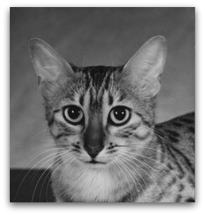 Egyptian Mau cat representing the Breed Advisory Committee