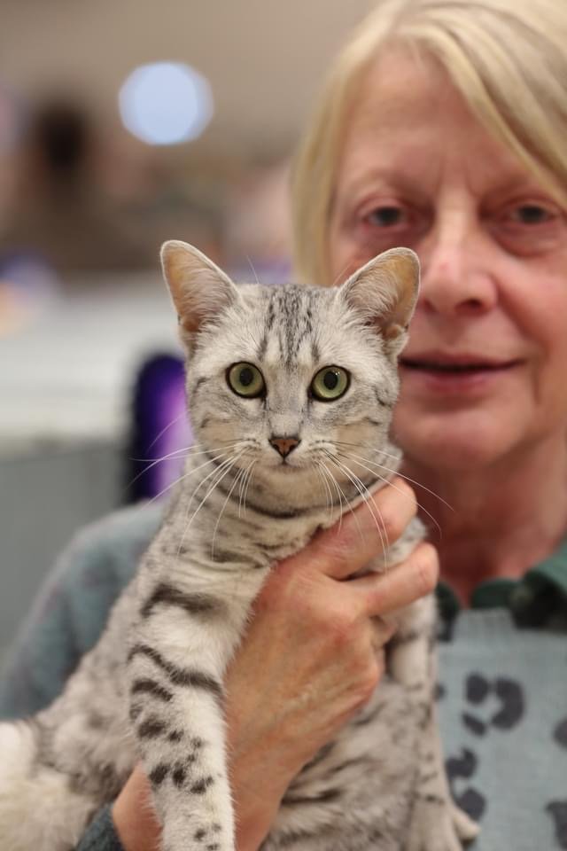 Michele Codd, Committee Member of The Egyptian Mau Club
