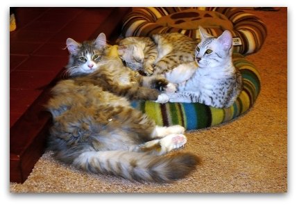 Egyptian Mau in a happy multi-cat household