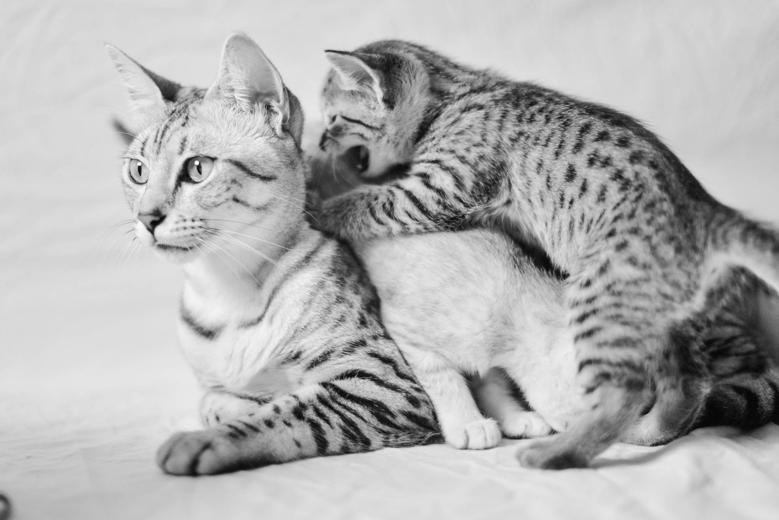 An Egyptian Mau with her kitten