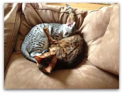 Silver Egyptian Mau Ollie with his Bengal companion Harry