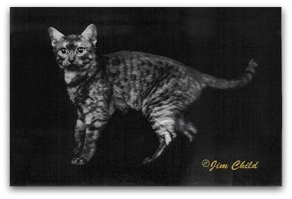 Smoke Egyptian Mau with a silver undercoat and dark spotted pattern